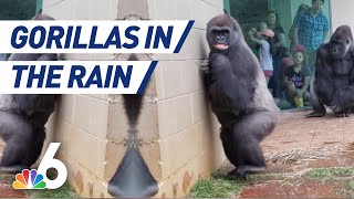 Gorillas React, Protect Babies From Rain in Viral Video | NBC 6Gorillas React, Protect Babies From Rain in Viral Video | NBC 6