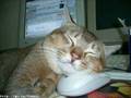 Pets and PCs - while you are away Pets and PCs - while you are away