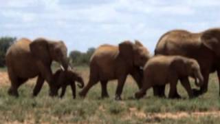 Baby Elephant Walk Music By Henry Mancini Youtube