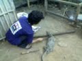 Image Tragedy Sampit