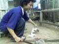 Picture Tragedy Sampit