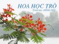 HOA HOC TRO - Hong Duc.WMV