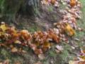 Andrea Bocelli - Les Feuilles Mortes...❧ Autumn Leaves‏ ❦