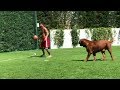Quand Leo Messi rend fou son chien Quand Leo Messi rend fou son chien