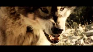 Wolf Town   Official Trailer