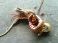 A Huge Centipede Fighting A Snake