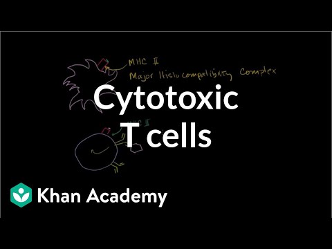 Cytotoxic T Cells