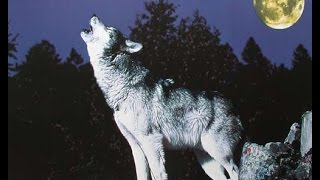 Big Wolf Aka