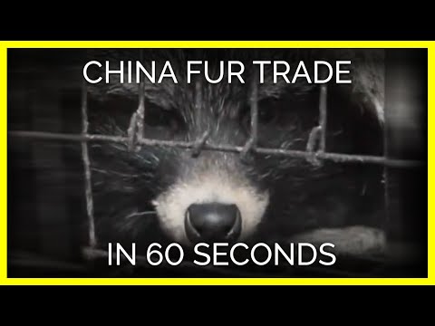 China Fur Trade Exposed in 60 Seconds Thumbnail