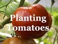 Tomato Growing Secrets: Planting tomatoes