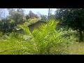 Photo Suara Panggil Burung Walet Yang Dasyat 10 08 2013 758
