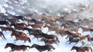 Дом небесных коней: туристы приезжают на северо-запад КНР, чтобы увидеть табун бегущих лошадей (03.03.2019 10:07)