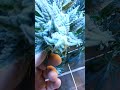 Photo White Widow X Big Bud End Of Week 8
