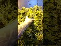 Image White Widow X Big Bud End Of Week 8