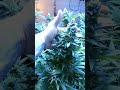 Picture White Widow X Big Bud End Of Week 8