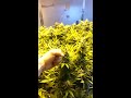 Photo White Widow X Big Bud End Of Week 8