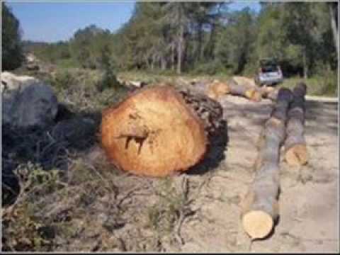 Video Desforestacion
