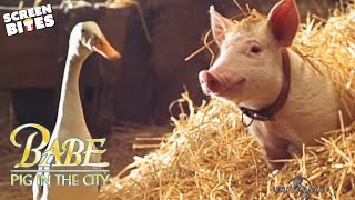 Babe Pig In The City  - Official Trailer (HD) Magda Szubanski, Elizabeth Daily, Mickey Rooney