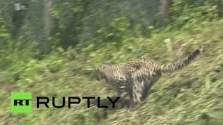 На Кавказе впервые выпустили в дикую природу переднеазиатских леопардов
