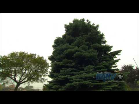 100 Years of the Milwaukee Christmas Tree | John Gurda and John McGivern talk history #2