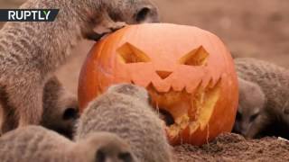 Обитатели британского зоопарка отметили Хэллоуин