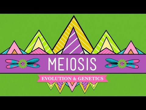 Meiosis: Where the Sex Starts - CrashCourse Biology #13