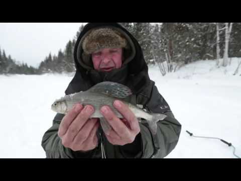 Диалоги о рыбалке рыбалка на хариуса на вишере Диалоги о рыбалке рыбалка на хариуса на вишере