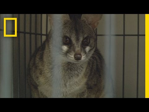Wild Justice - Exotic Animal Bust