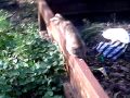 Photo Anak Sma Mesum Di Hutan