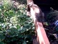 Picture Anak Sma Mesum Di Hutan