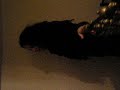 Image Baile Moderno Phorno Capitulo 1