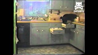 Secret agent dog infiltrates the kitchen
