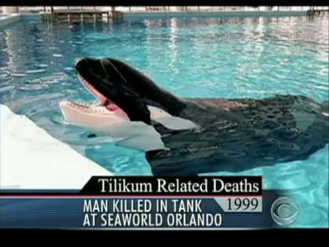 Deadly Attack at Sea World