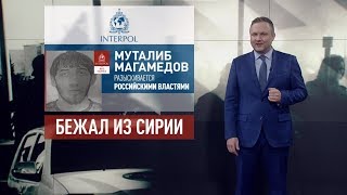 Русофобия превыше здравого смысла: Украина может укрывать джихадистов, готовящих атаки на Россию (18.07.2019 14:23)