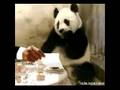 Panda Shocked, Bill of Dinner