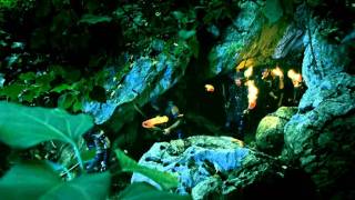 Assassin Rising - Trailer