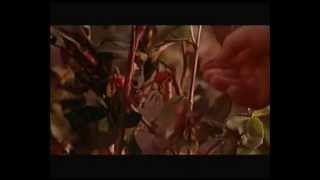 El Secreto de los Hermanos Grimm (The Brothers Grimm) (Terry Gilliam, EEUU, 2005) - Trailer Español