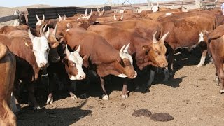 В Калмыкии вывели породу коров, которые могут не есть