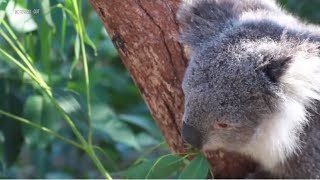 В Австралии разработчики «научили» беспилотники считать коал (11.03.2019 11:42)