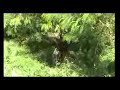 Photo Porno Manusia Vs Harimau Bg1 Flv