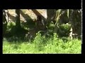 Image Porno Manusia Vs Harimau Bg1 Flv