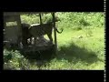 Picture Porno Manusia Vs Harimau Bg1 Flv