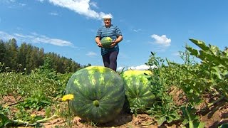 Лукашенко убирает урожай бахчевых
