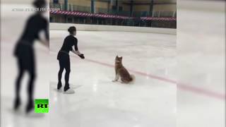 Акита-ину на льду: Алина Загитова тренируется со своей собакой (22.02.2019 08:28)