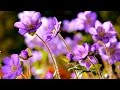 FLOWERS CAN DANCE!!! Amazing nature Beautiful blooming flower time lapse video