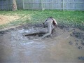 Backyard Mud Wrestling 3!!