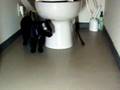 Bathroom chase! Bathroom chase!