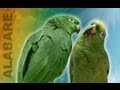 Dos loros cantan alabanzas a Dios!!!