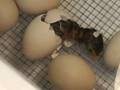 Guinea Fowl Hatching (seen on EGG Cam)