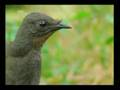 amazing bird that can imitate any sound